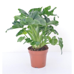 Филодендрон  Атом 45 см.